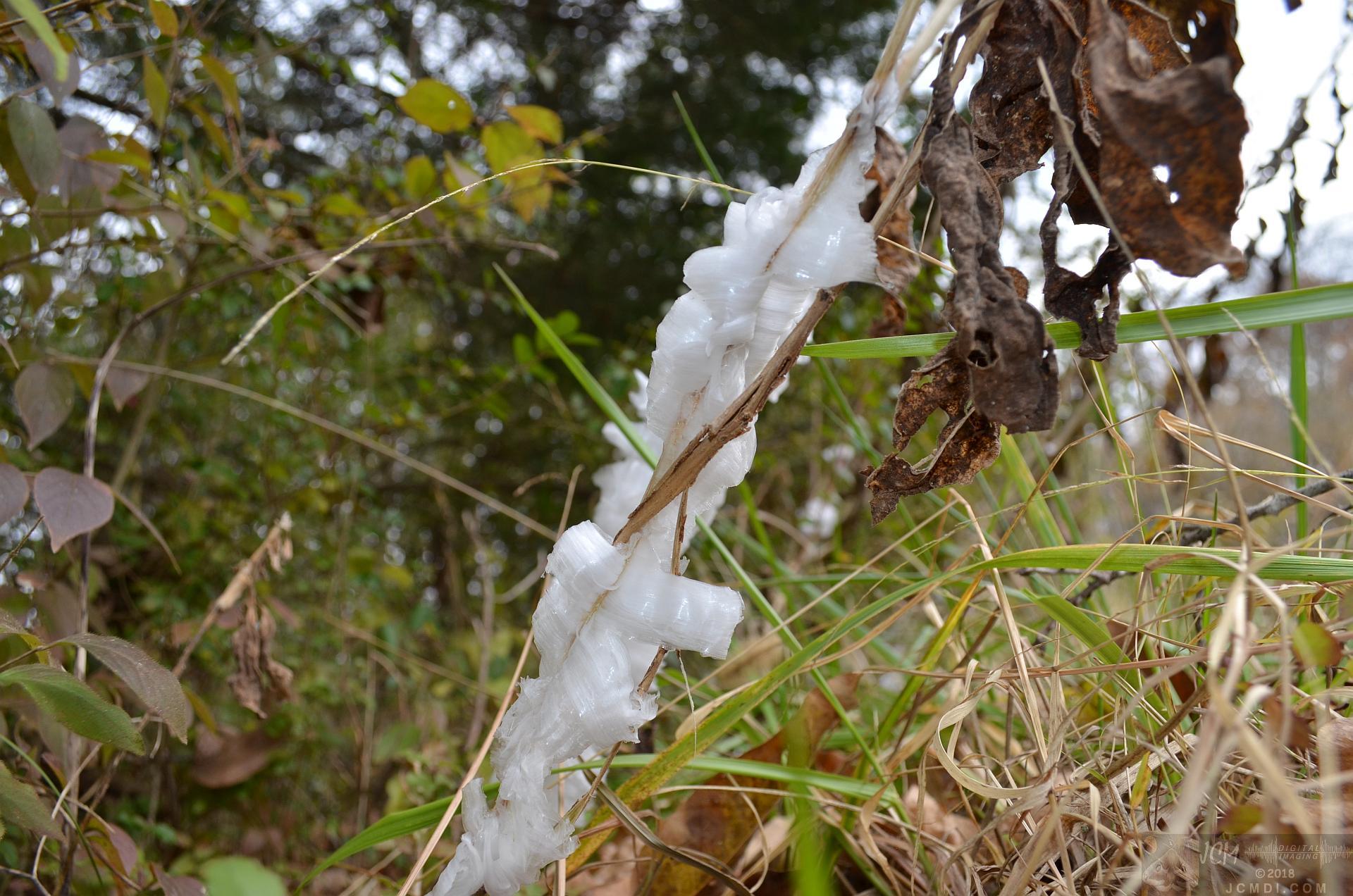 Ice flowers (freezing water slowly-oozed from plant stems, TN)